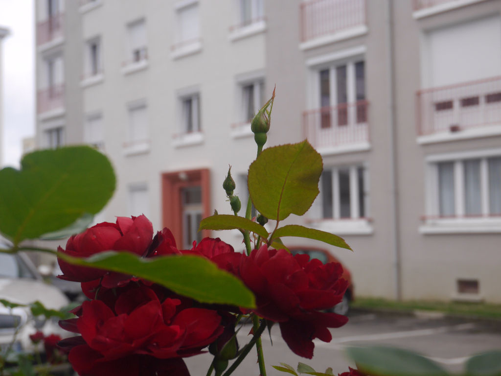 Appartement T3 à Rennes