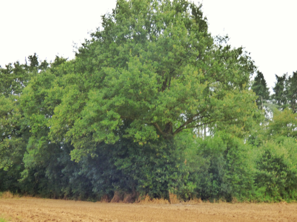 Terrain  à Pance