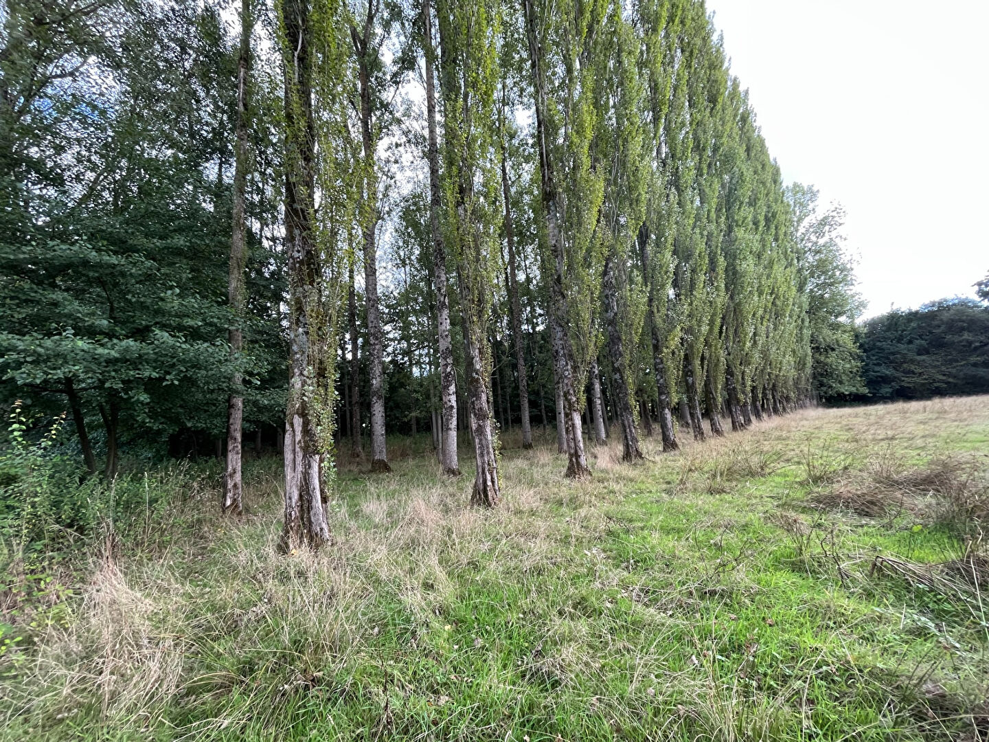 Terrain  à Hede bazouges