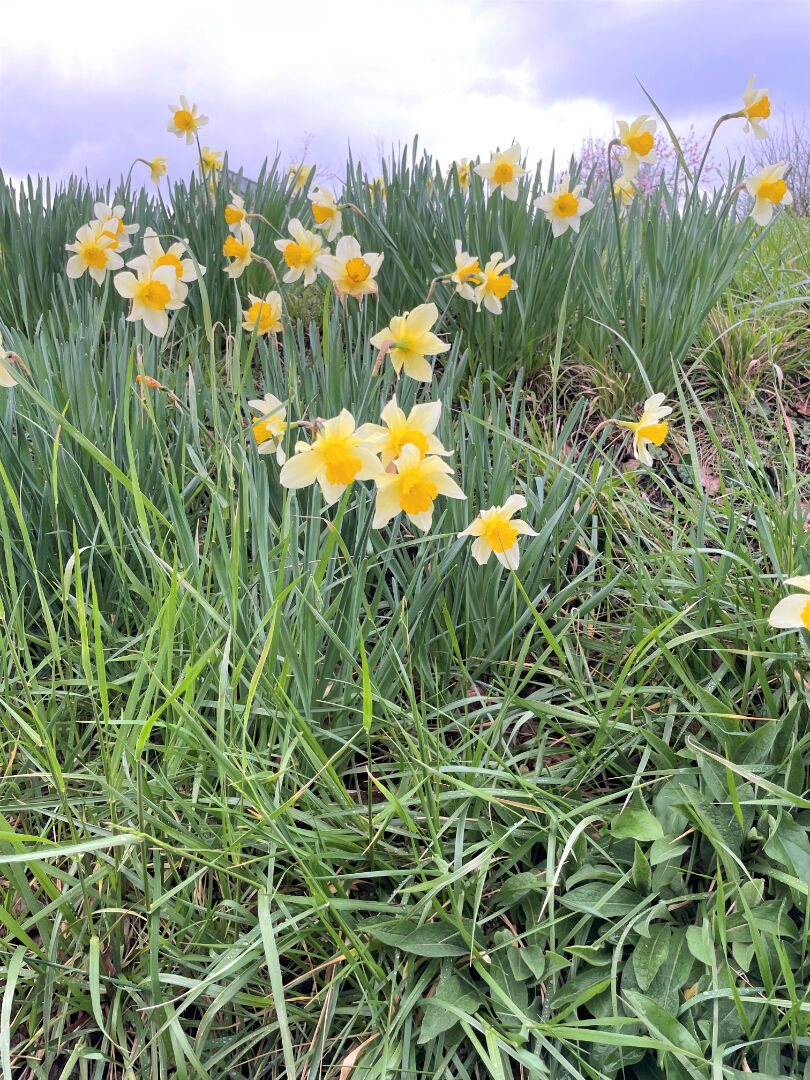 Terrain  à Trefumel