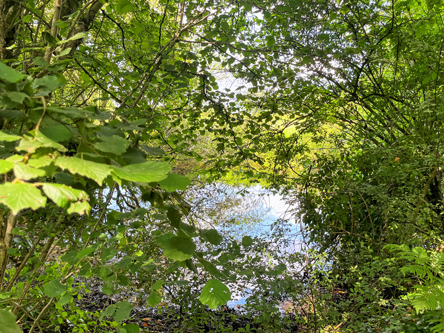 Photo LONGERE Gomene image 6/6