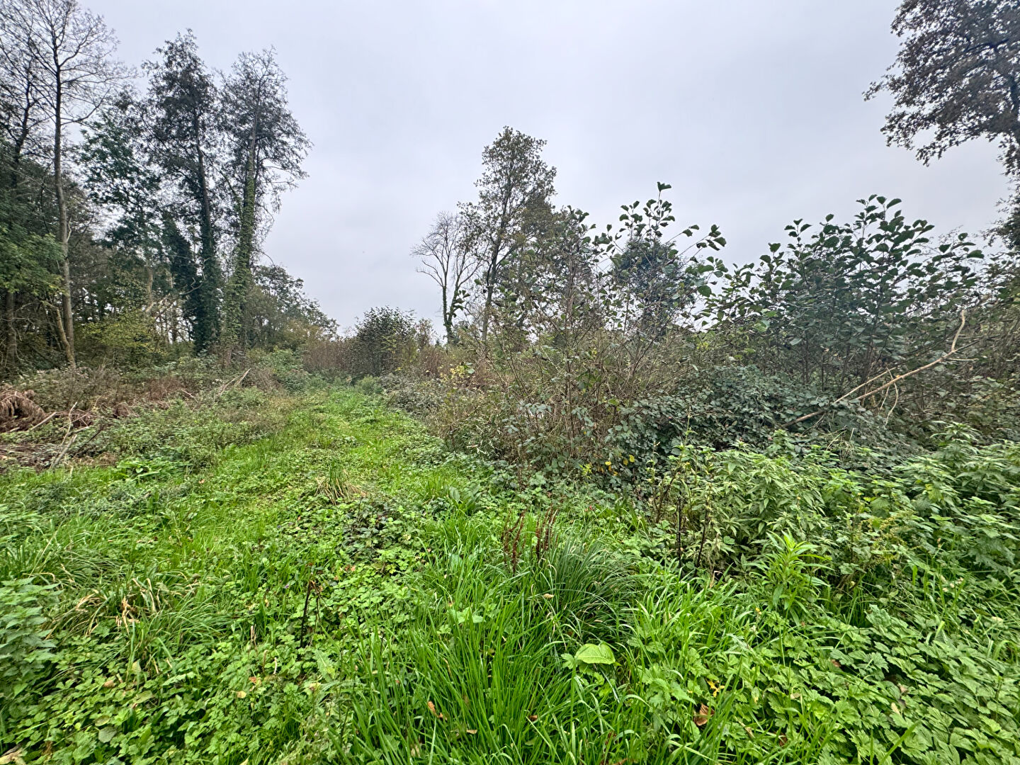 Terrain  à Le genest saint isle