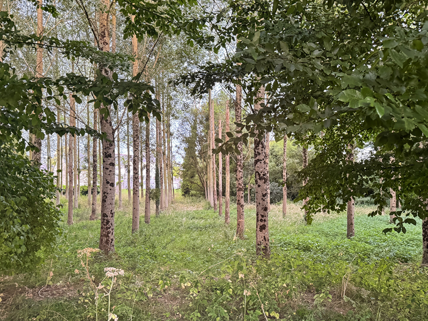 Terrain  à 