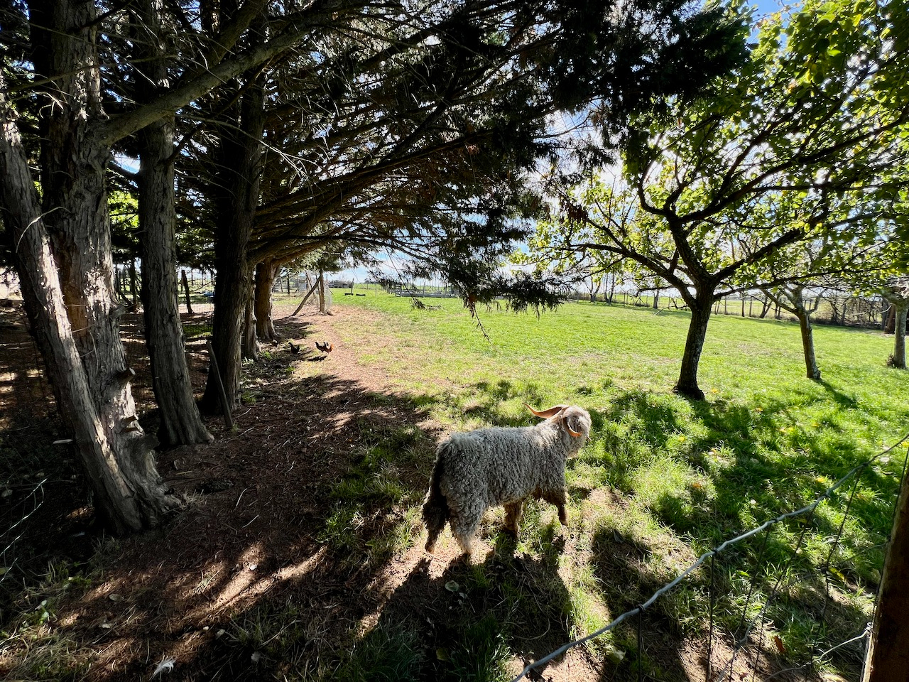 Photo Entre Castelmoron-sur-Lot et Villeneuve-sur-Lot, au coeur d'un cadre campagne privilégié, découvrez cette superbe propriété en pierre pleine de charme (300m2 habitables environ), comprenant une maison principale, un gîte indépendant et une piscine sur un image 3/6