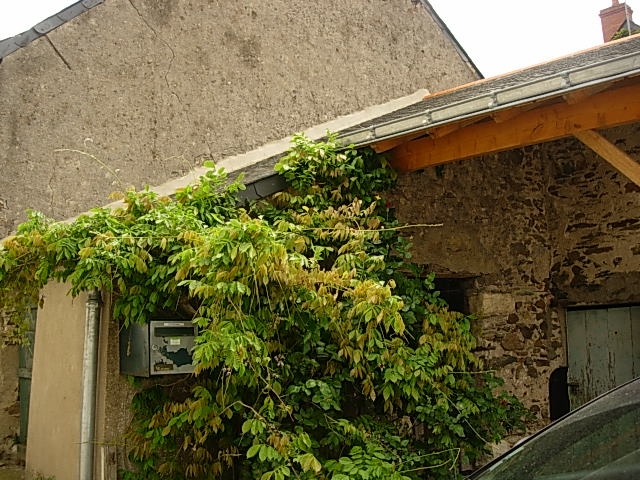 Photo Maison - Champtocé sur Loire image 6/6