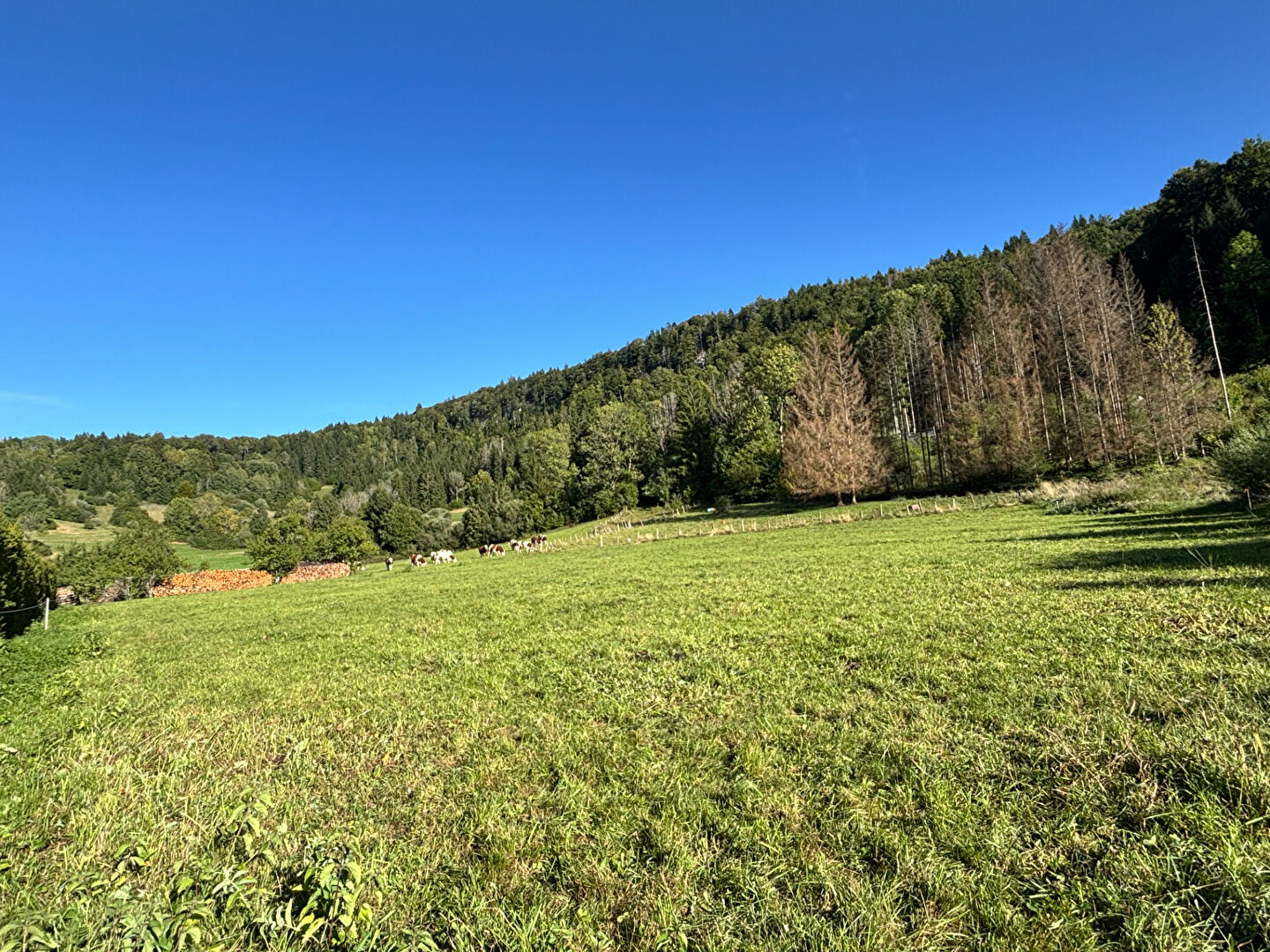Photo Terrain Foncine Le Haut 2845 m2 image 3/6