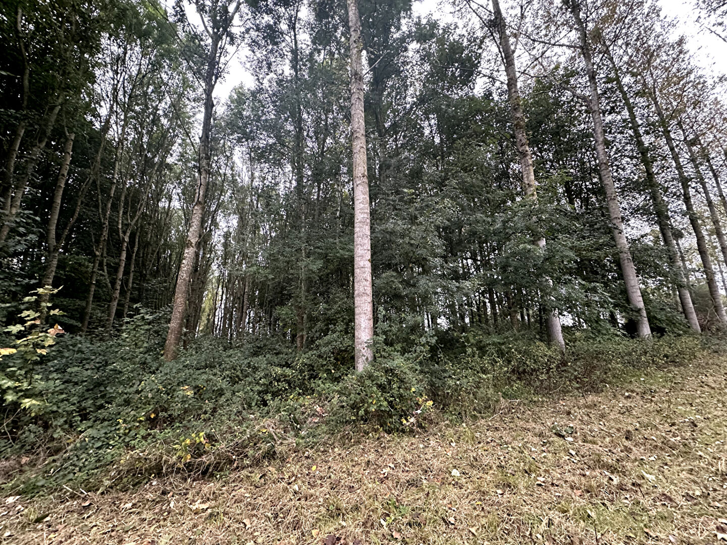 Photo Terrain10 Hectars image 2/6