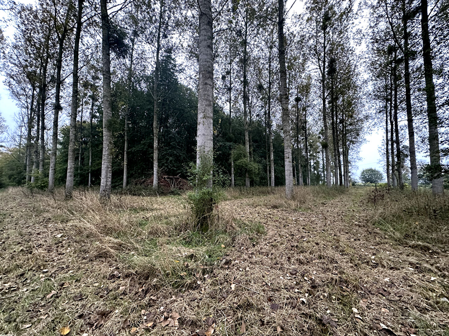 Photo Terrain10 Hectars image 6/6