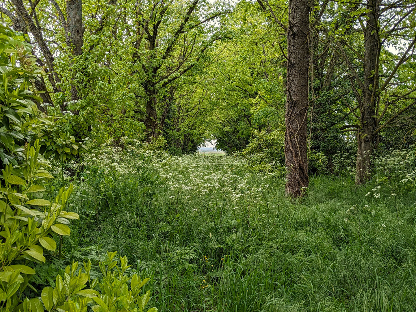 Terrain Migne Auxances 3108 m2