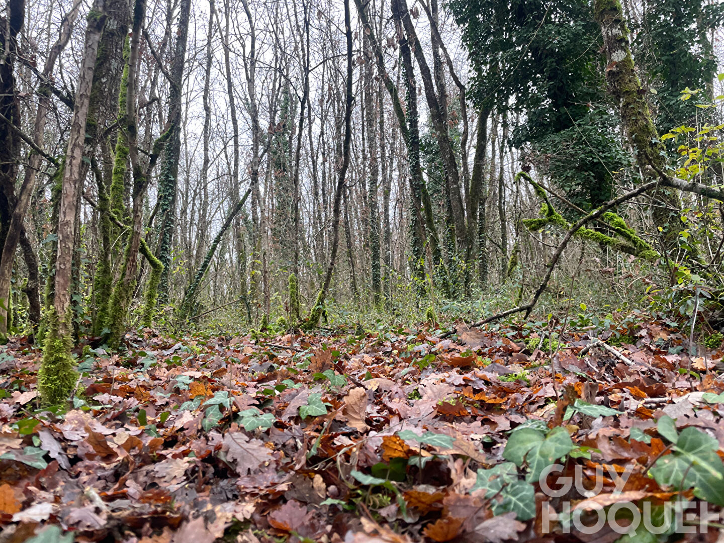 Terrain Migne Auxances 3108 m2