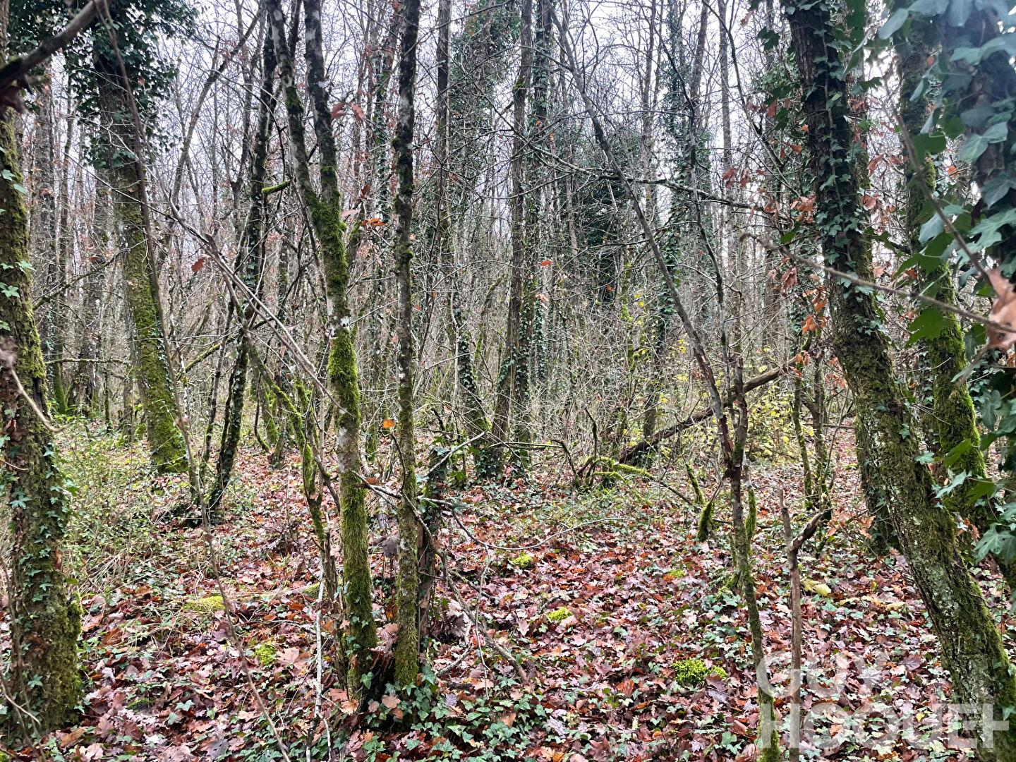 Terrain Migne Auxances 3108 m2