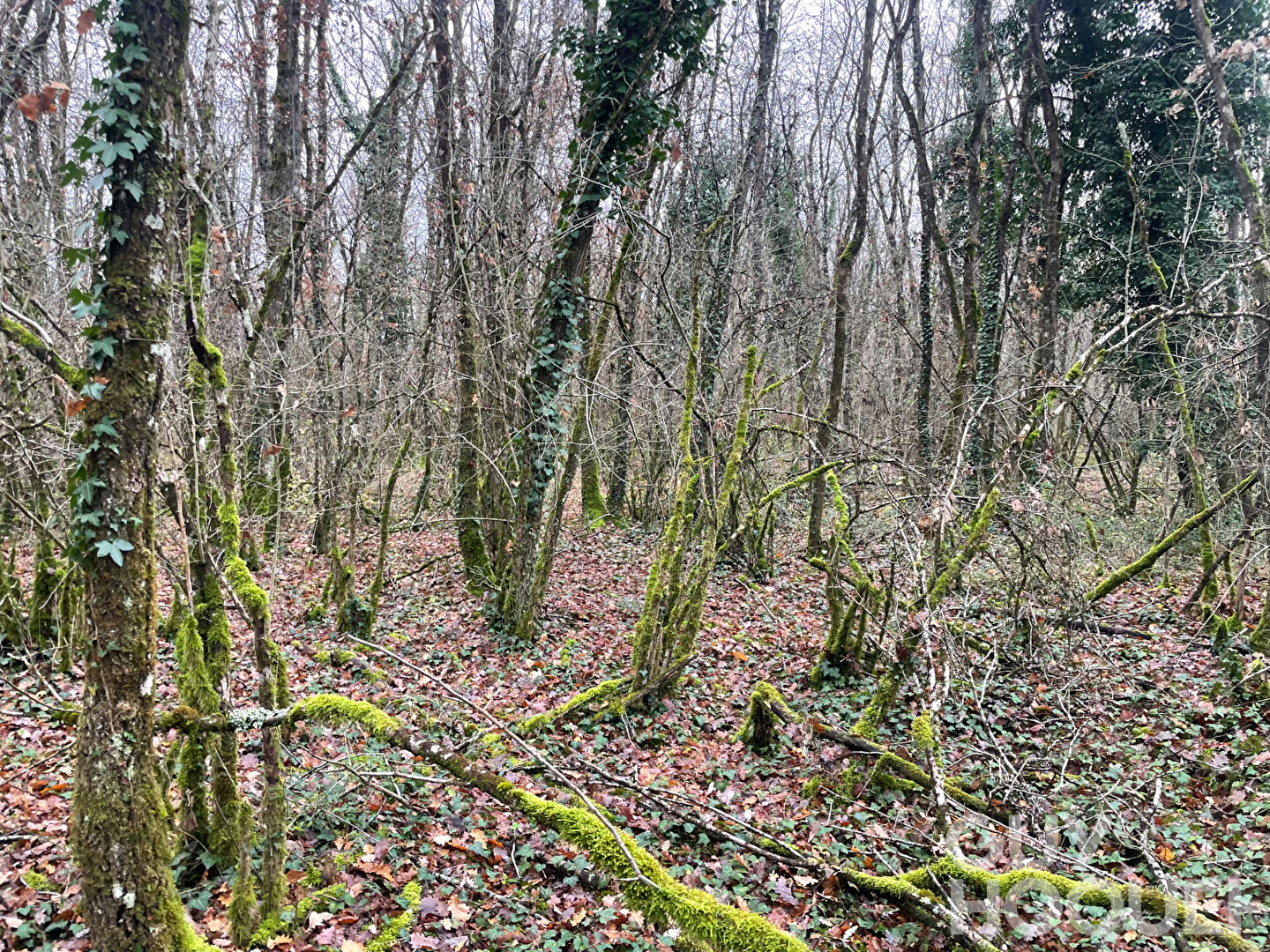 Terrain Migne Auxances 3108 m2