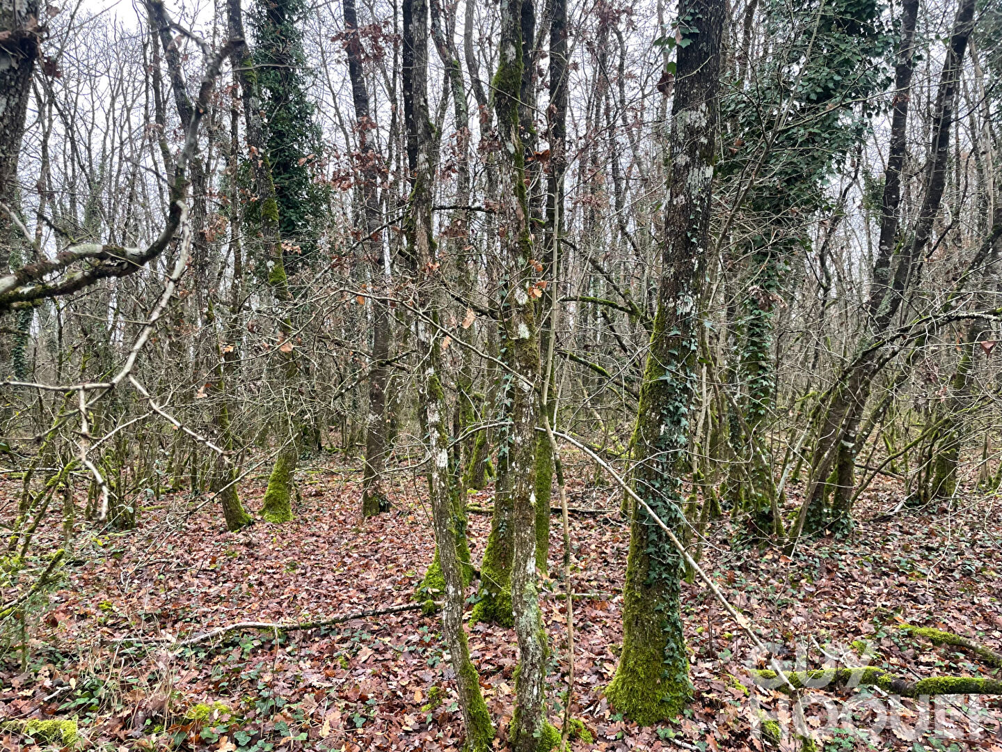 Terrain Migne Auxances 3108 m2