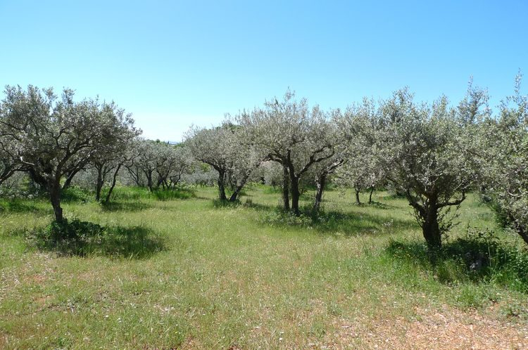 AUPS, beau terrain plat de 1200 m2