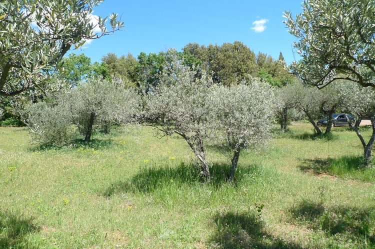 AUPS, beau terrain de 1390 m2 de terrain.
