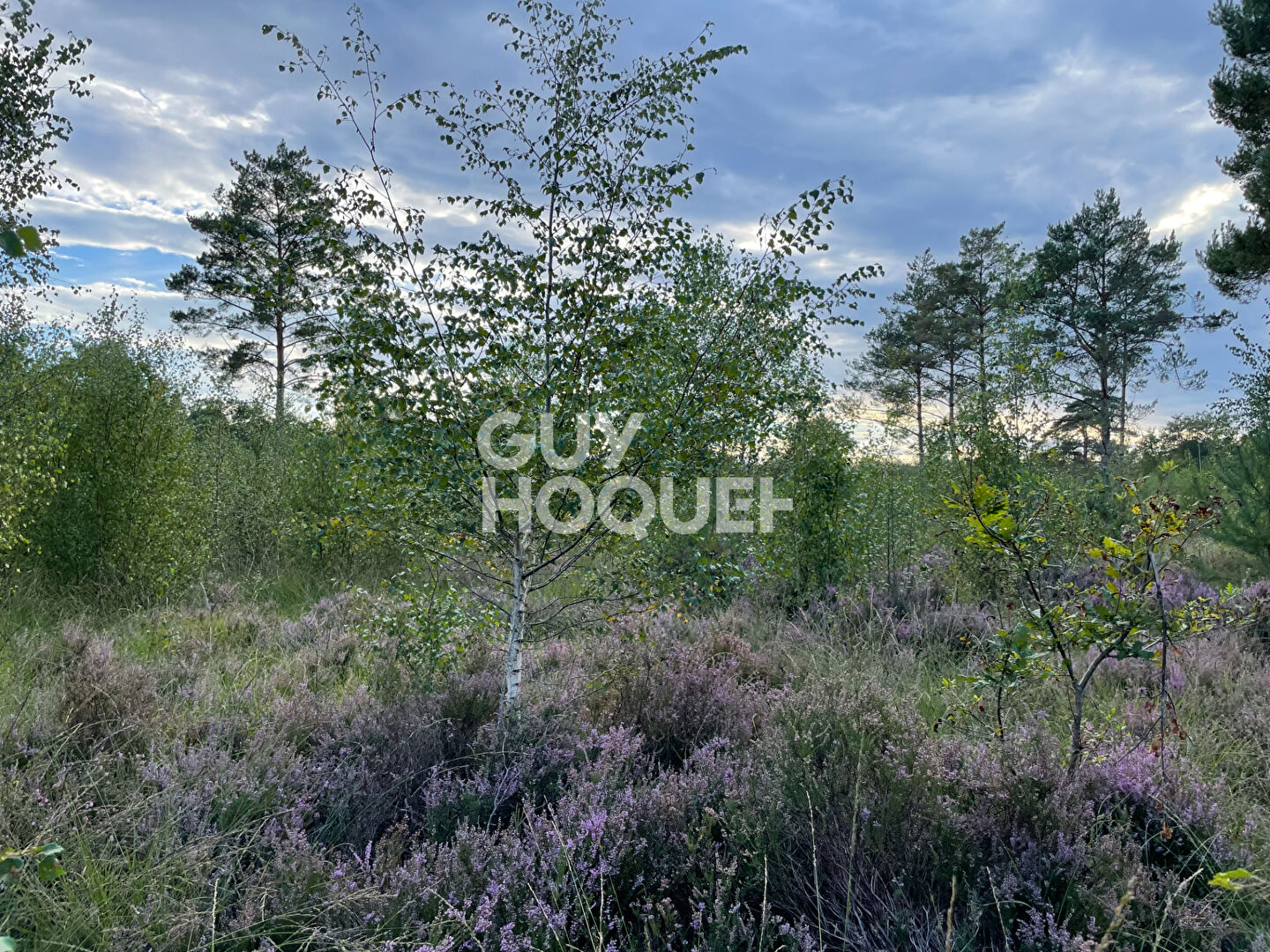 PROPRIÉTÉ DE SOLOGNE