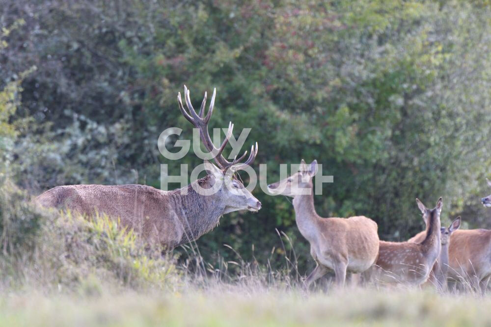 SOLOGNE DU CHER : PRESLY