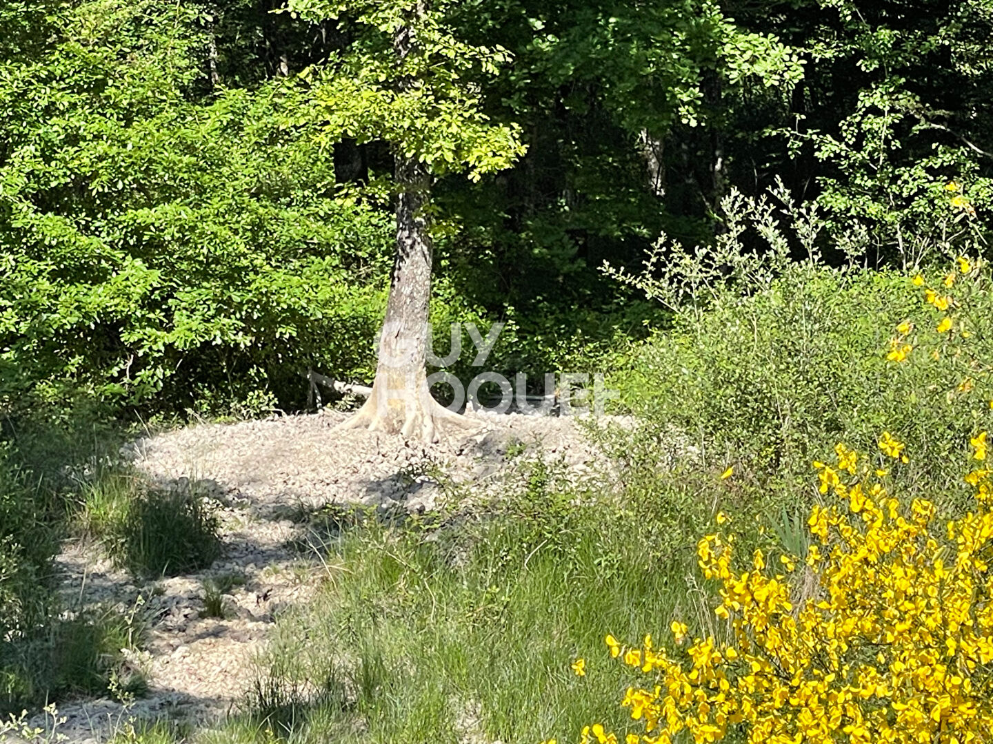 SOLOGNE DU CHER : PRESLY