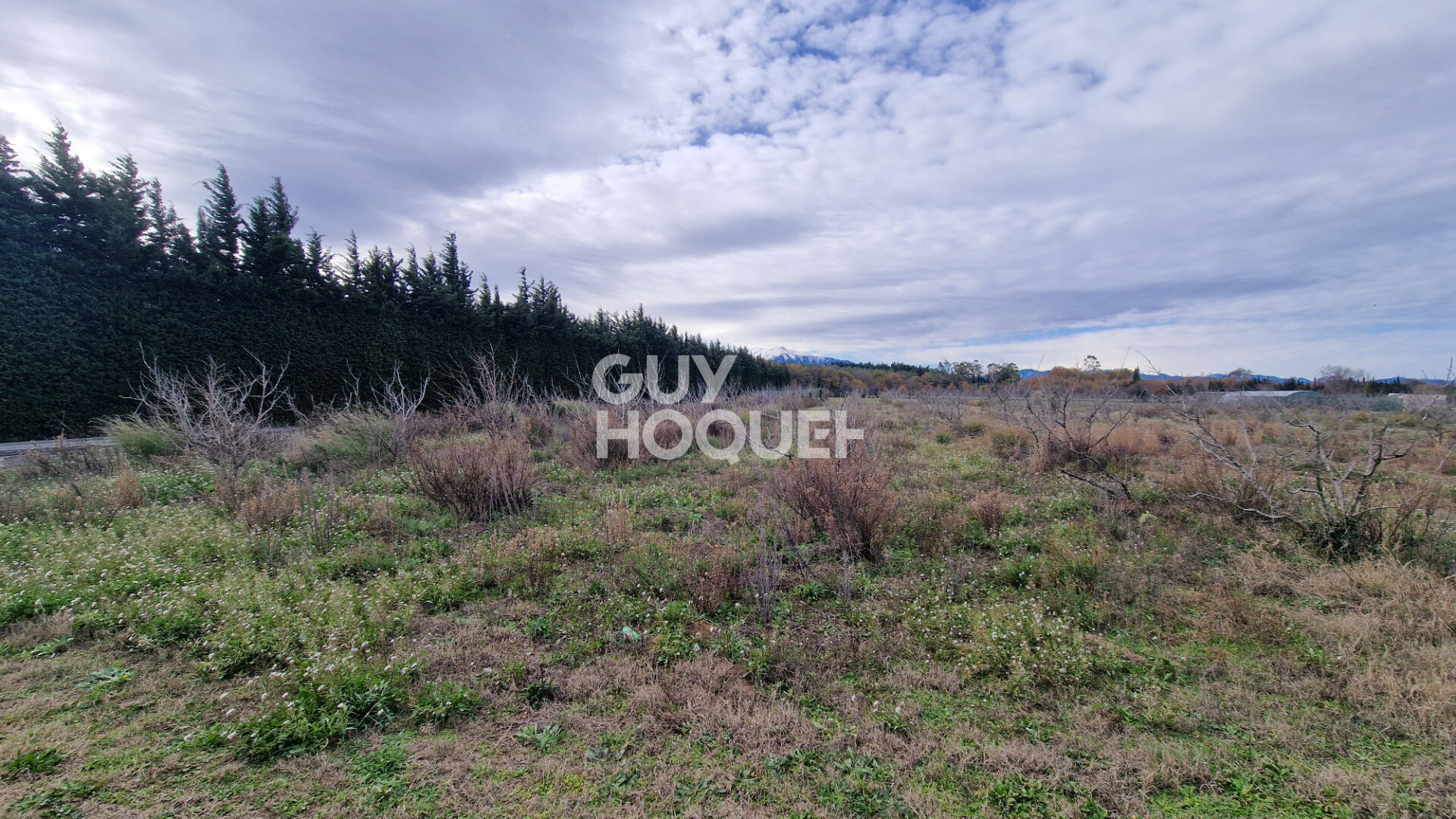 EXCLUSIVITE - Terrain agricole arboré de 7977 m2 Toulouges