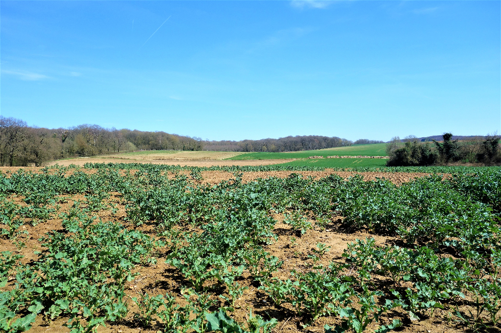 En vente : TERRAIN CONSTRUCTIBLE de 1516 m² — photo 2