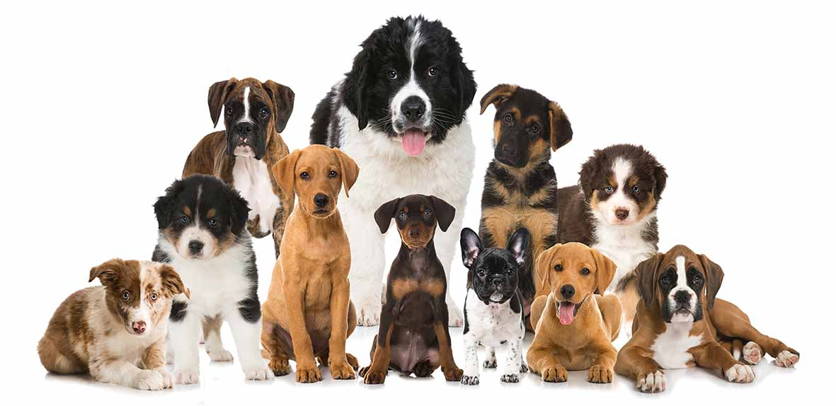 SALON DU CHIOT 2018 A DREUX