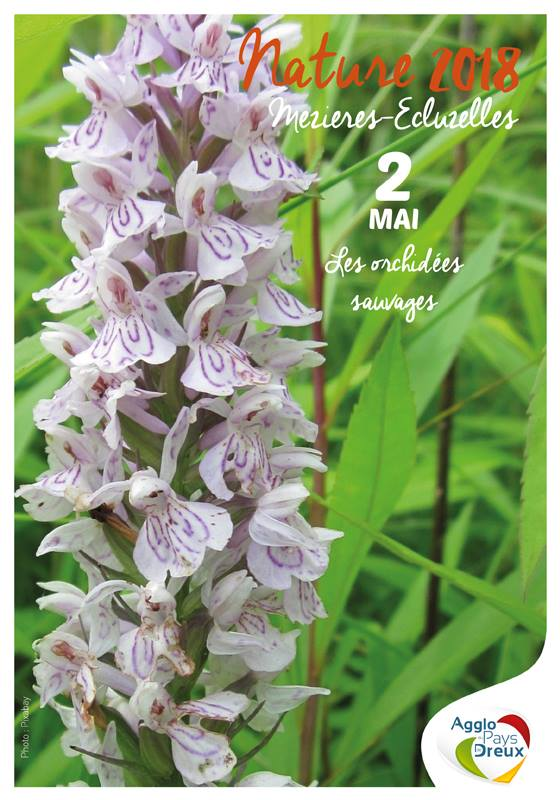 LES ORCHIDÉES SAUVAGES - PLAN D'EAU MEZIERES ECLUZELLES