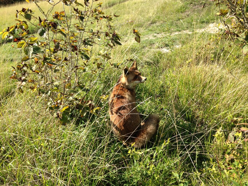 Coteau calcaire de Charpont