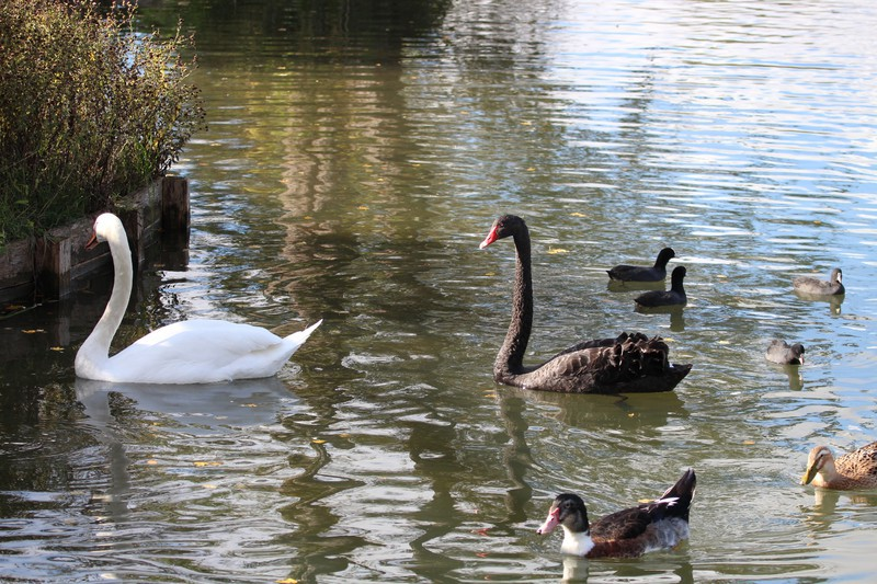 Rencontre avec les oiseaux de Mézières
