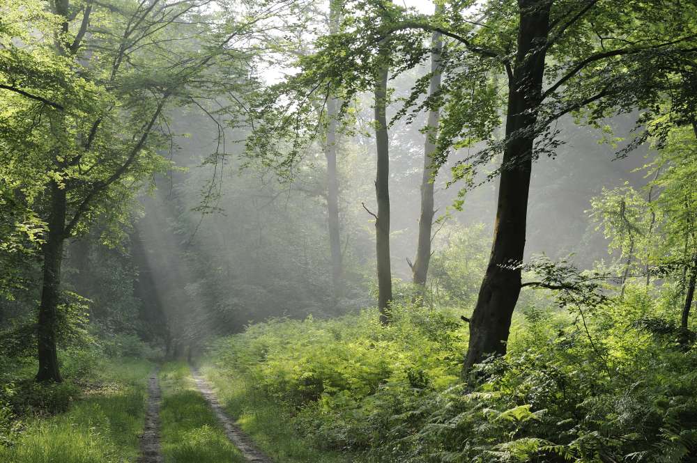 Opération 'forêt propre'