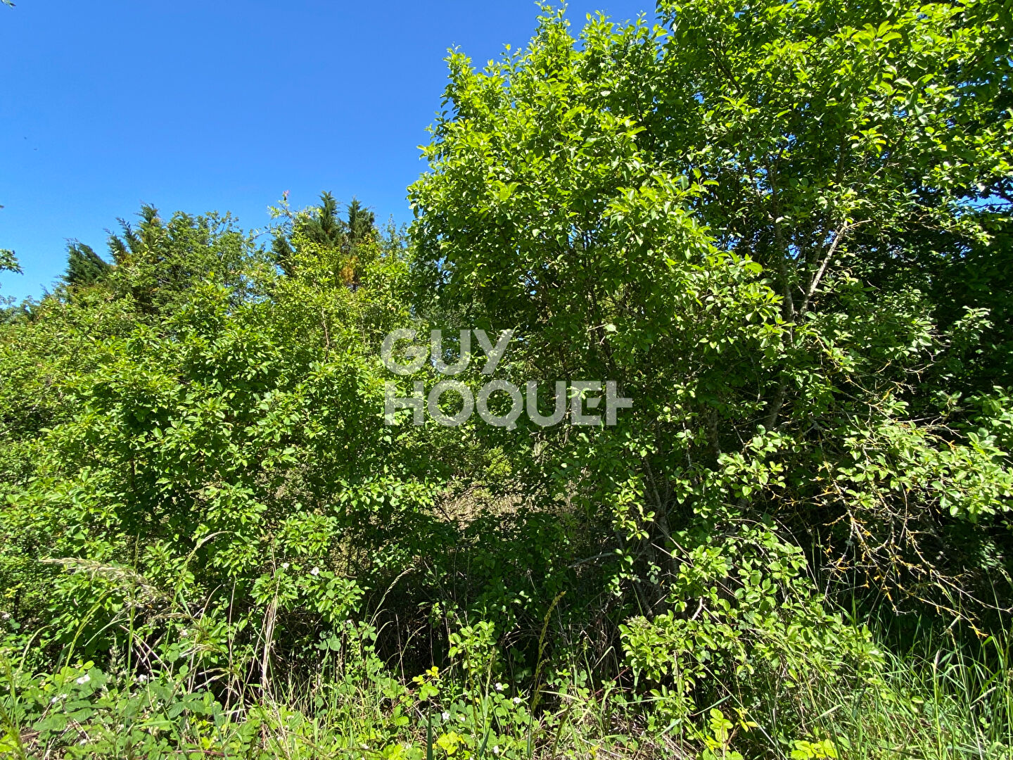 Terrain boisé Vacquiers 33667 m2