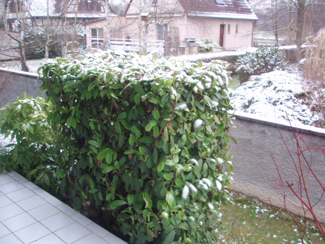ESCHAU