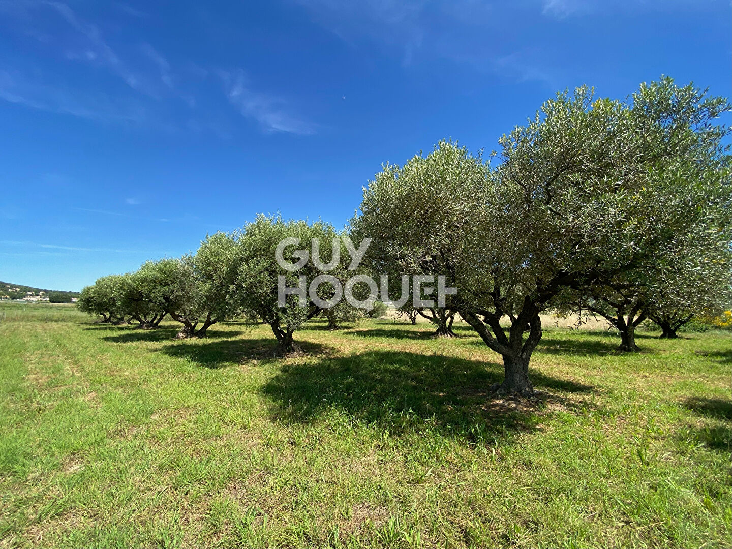 CLARENSAC - Oliveraie de haute qualité 2 000m²