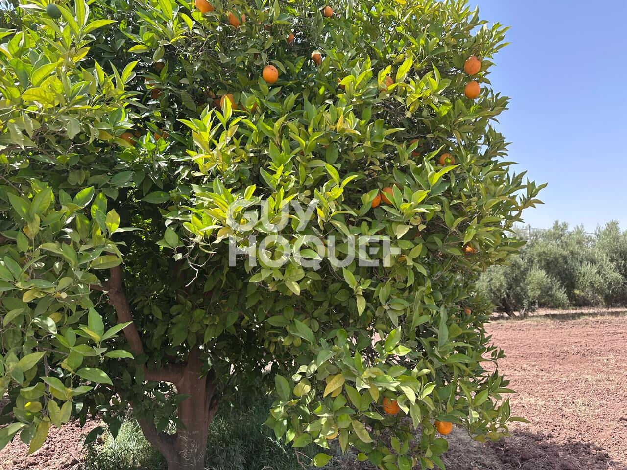 À Vendre / Ferme d'Exception de 9 Hectares et 3 190 m² / Route de Targa, secteur Souihla, Marrakech