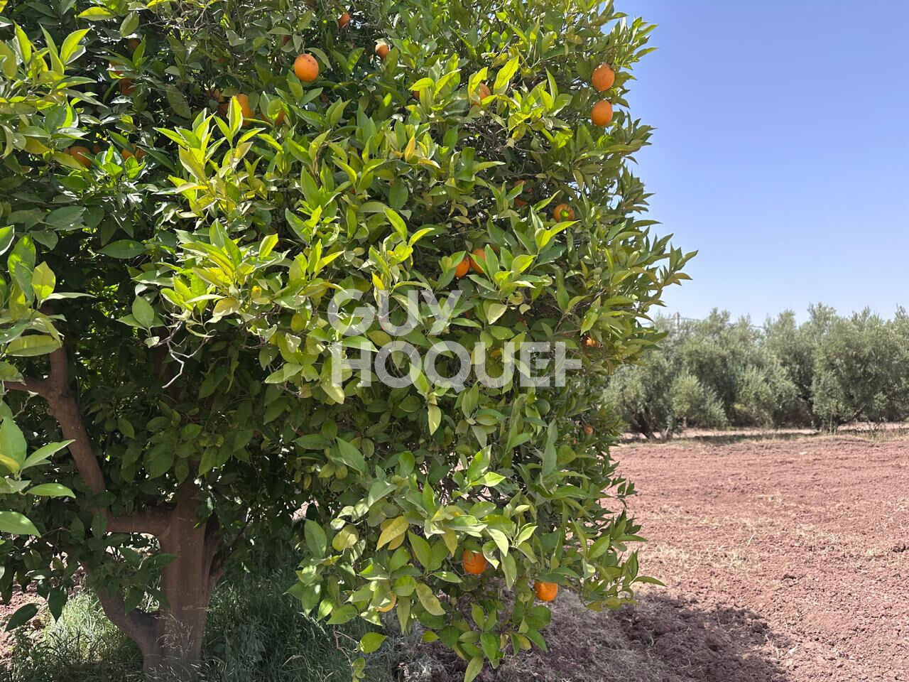 À Vendre / Ferme d'Exception de 9 Hectares et 3 190 m² / Route de Targa, secteur Souihla, Marrakech