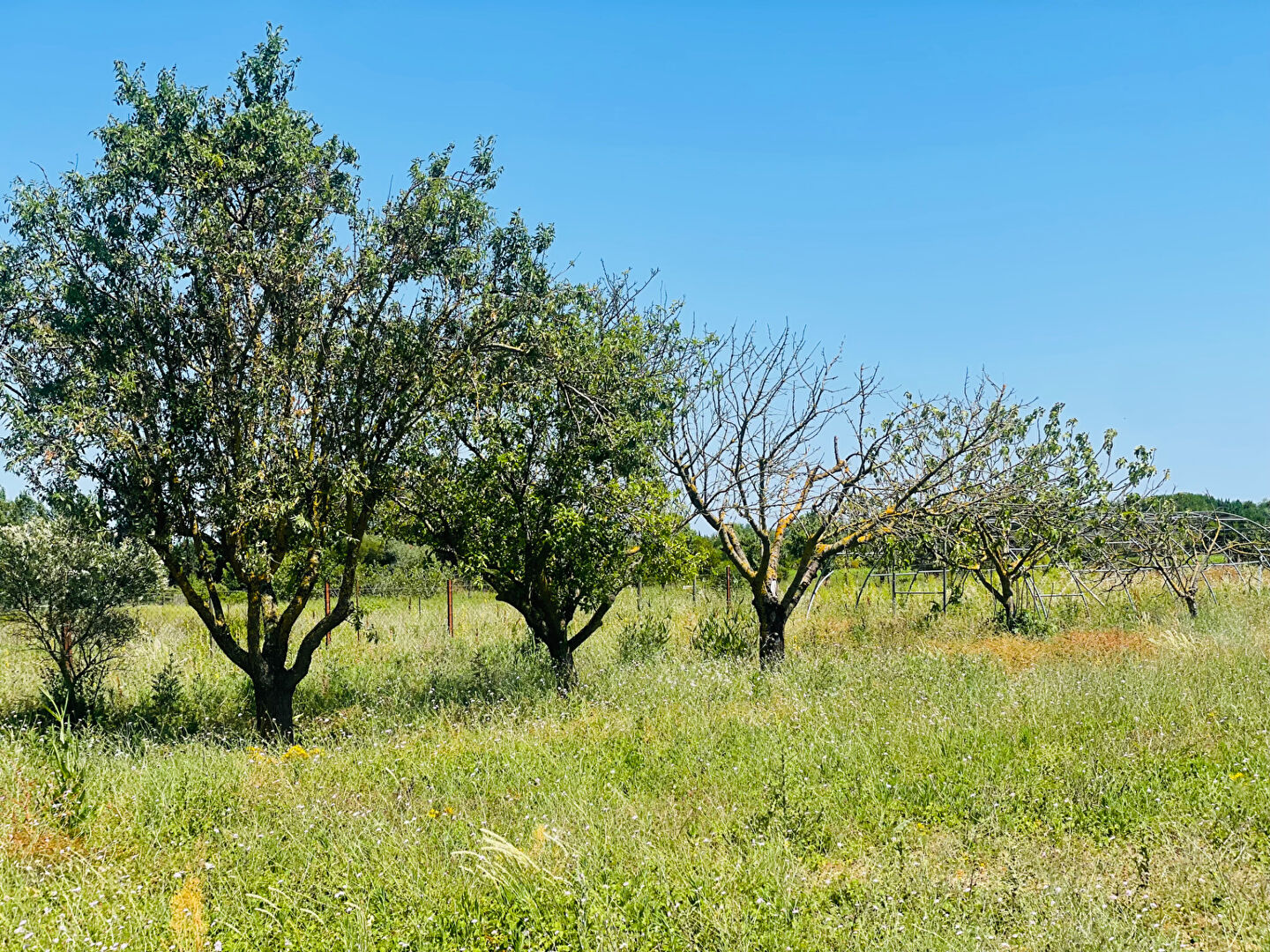 MAUGUIO terrain de loisir  7121m2  arboré avec forage, cabanon, arceau de serre , 2 entrées