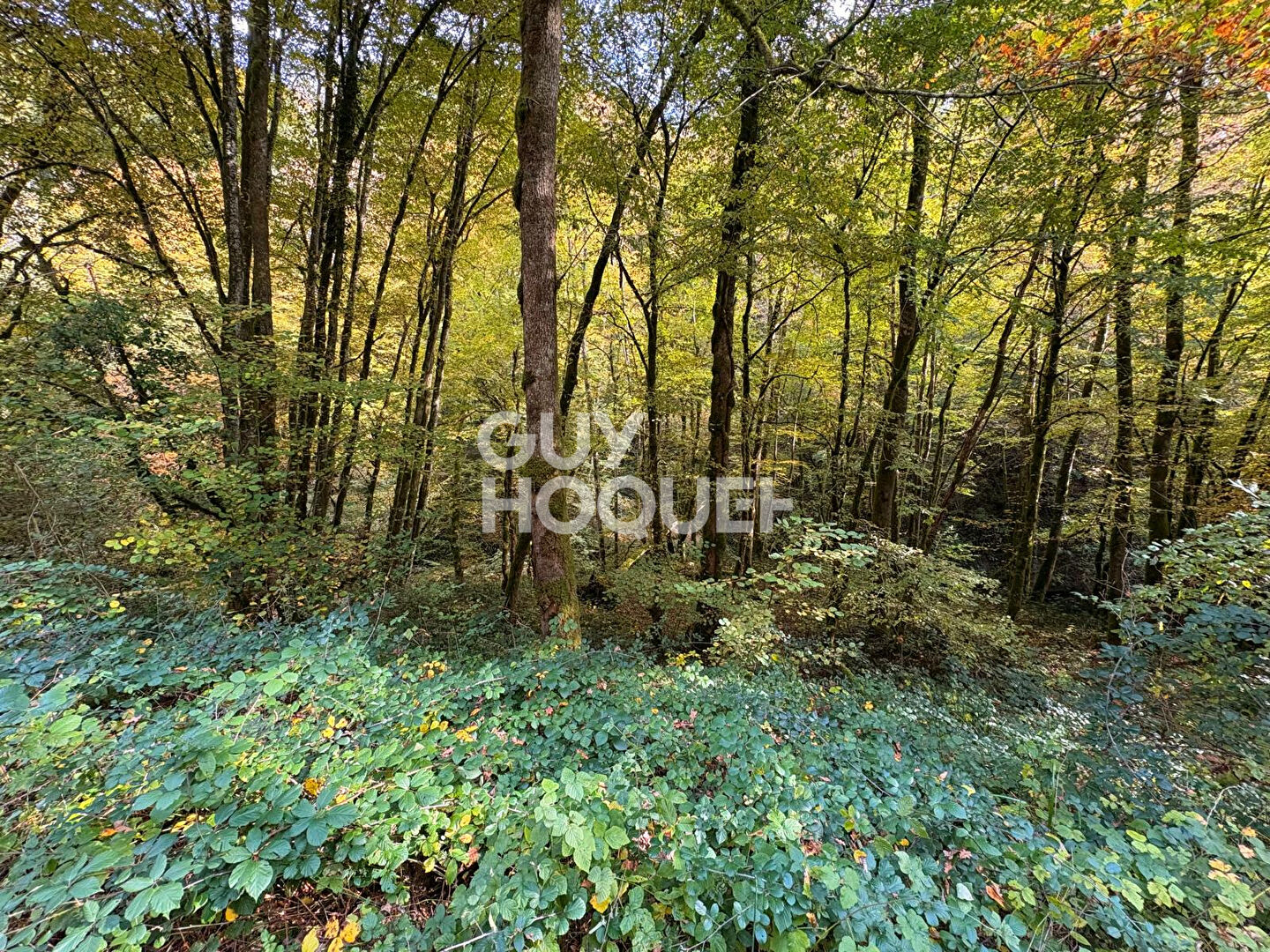 À vendre  : Parcelle de terrain avec bois