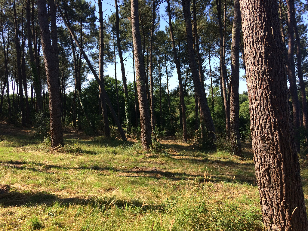 Terrain Onesse Laharie 4524 m2