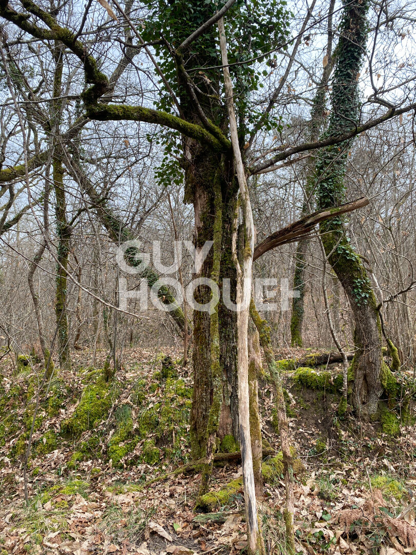 Terrain forestier de 13 hectares