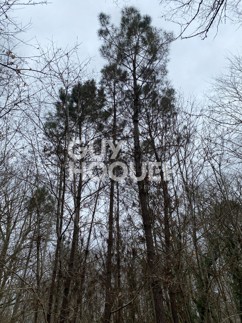 Terrain forestier de 13 hectares