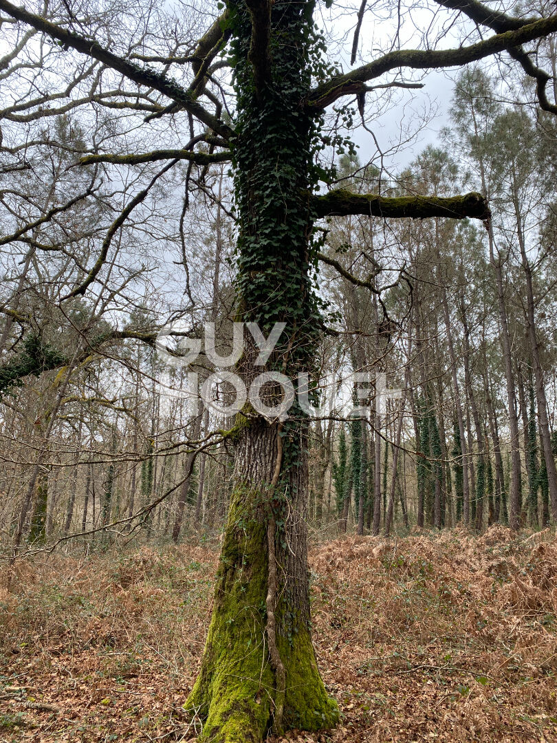 Terrain forestier de 13 hectares