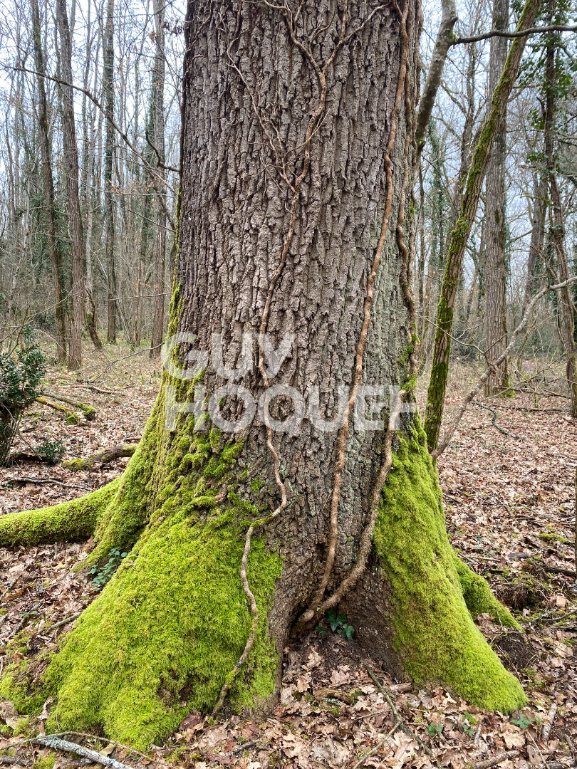 Terrain forestier de 13 hectares