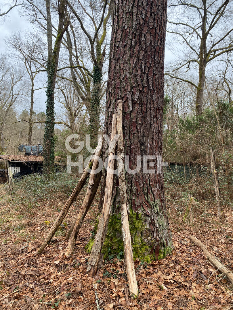 Terrain forestier de 13 hectares