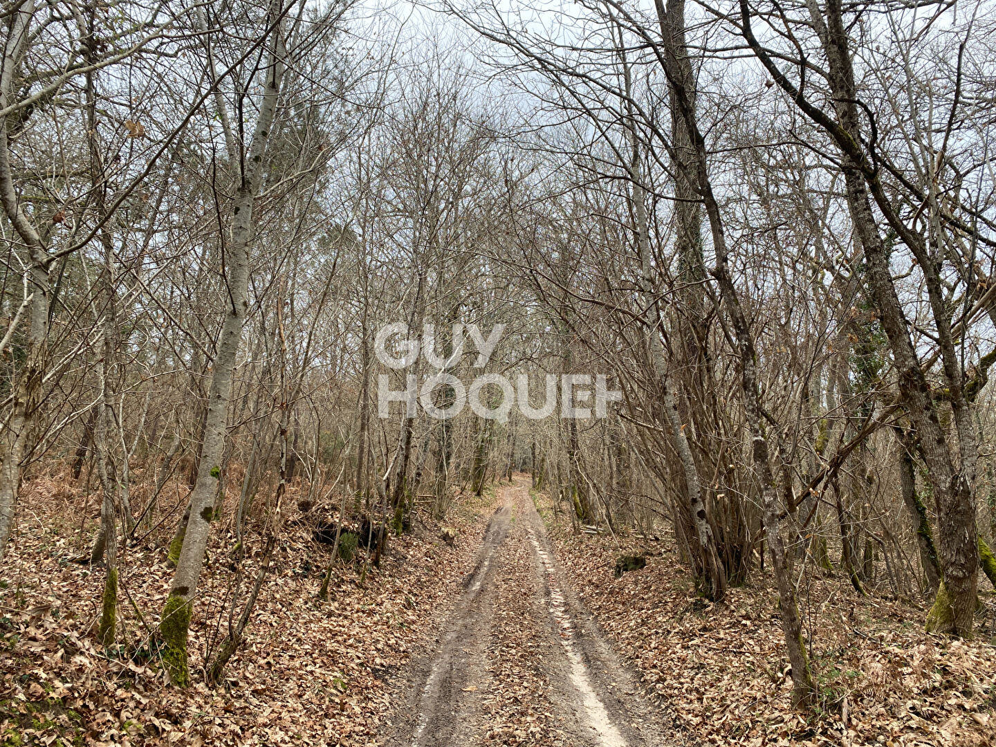 Terrain forestier de 13 hectares