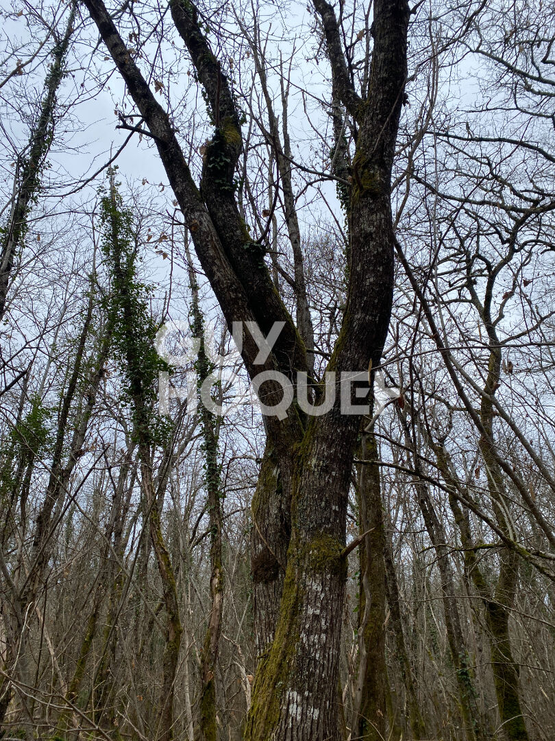 Terrain forestier de 13 hectares