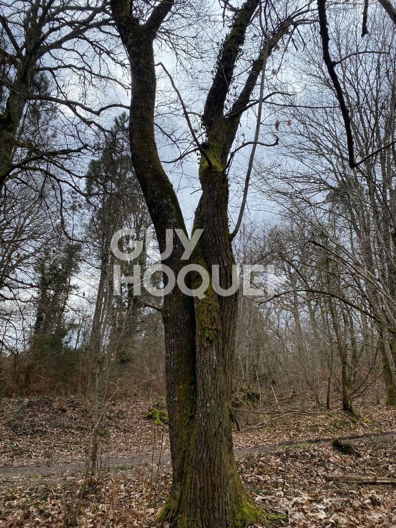 Terrain forestier de 13 hectares