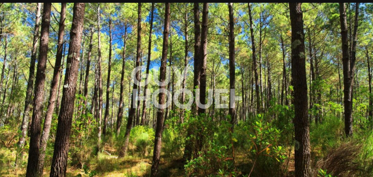 Domaine forestier 61.5 hectares à Morcenx La Nouvelle