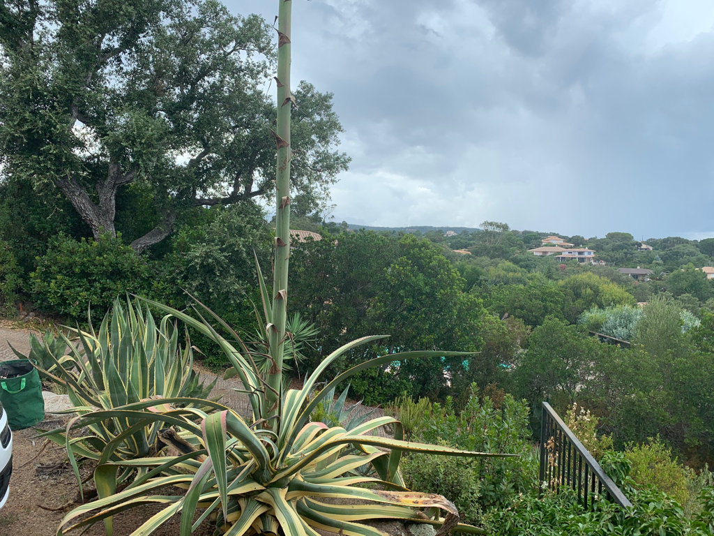 Maison Domaine de Cappiciola 20144 Tarif réduit