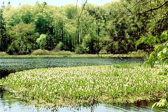 ESTIMATION GUY HOQUET PASSY MUETTE  14 AV MOZART 75016 PRINTEMPS 2018