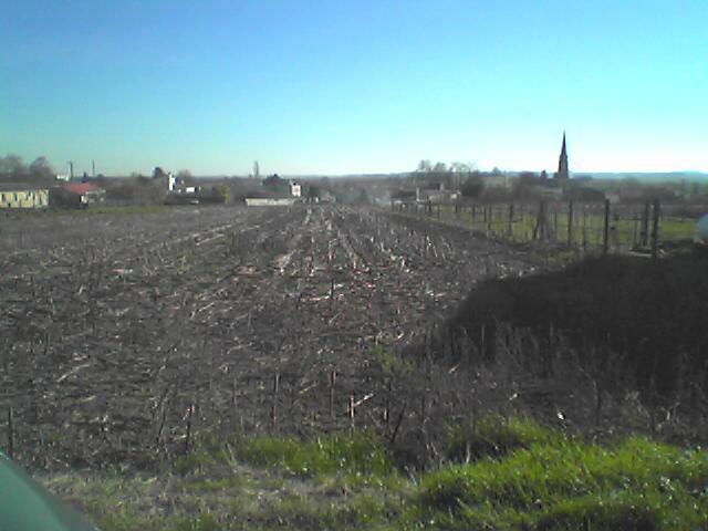 Bordure de l'estuaire.