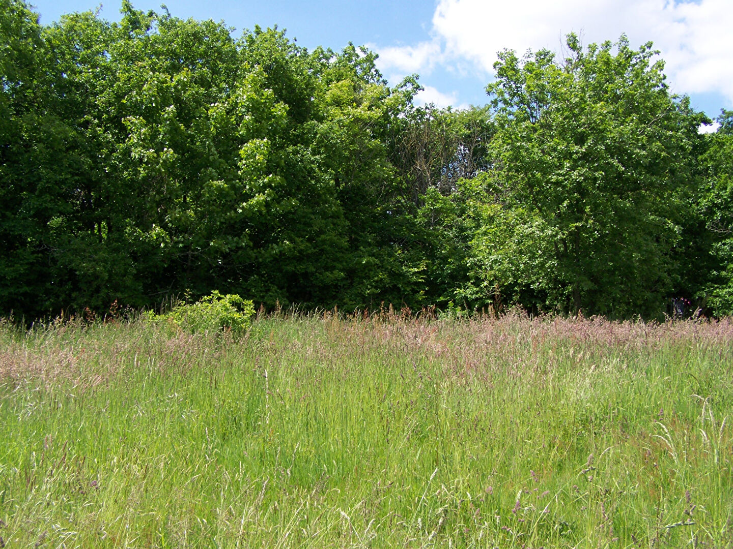 Terrain Bellevigne Les Chateaux 609 m2